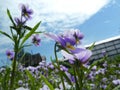 Garden flowers tricolor violet, pansies, bottom view,