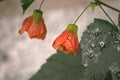 Garden flowers under the rain Royalty Free Stock Photo