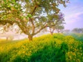 Garden during the fog. Soft light during sunrise. Blooming trees and grasses with flowers. Royalty Free Stock Photo