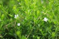 Garden foliage