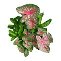 Garden foliage plants bush with Caladium bicolor pink green variegated leaves and green leaves of African blood lily or fireball