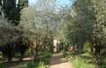 Garden in Fontfroide abbey