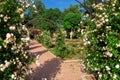 Garden footpath with arches of roses and blooming buds. Royalty Free Stock Photo