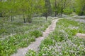 Garden footpath Royalty Free Stock Photo