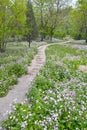 Garden footpath Royalty Free Stock Photo