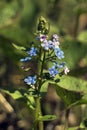 Garden forget-me-nots on a background of green grass