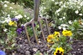 Garden fork inserted into flowerbed Royalty Free Stock Photo