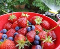 Garden Fresh Blueberries and Strawberries in a bowl