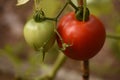 Fresh Green and Red Tomatos Growing in a Garden Royalty Free Stock Photo