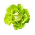 Fresh Butterhead Lettuce Crisp, Nutritious Greens for Healthy Salads and Cooking, Generative Ai