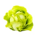 Fresh Butterhead Lettuce Crisp, Nutritious Greens for Healthy Salads and Cooking, Generative Ai