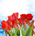 Garden fresh red tulips on abstract background Royalty Free Stock Photo