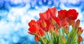 garden fresh red tulips on abstract background Royalty Free Stock Photo