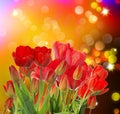 Garden fresh red tulips on abstract background Royalty Free Stock Photo
