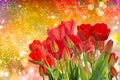 Garden fresh red tulips on abstract background Royalty Free Stock Photo