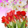 Garden fresh red tulips on abstract background Royalty Free Stock Photo