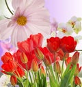 Garden fresh red tulips on abstract background Royalty Free Stock Photo