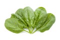 Garden fresh spinach