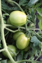 Garden Fresh Tomato Royalty Free Stock Photo