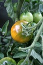 Garden Fresh Tomato Royalty Free Stock Photo