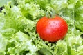 Garden Fresh Tomato Royalty Free Stock Photo