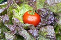 Garden Fresh Tomato Royalty Free Stock Photo