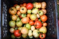 Garden Fresh Tomatoes Royalty Free Stock Photo