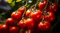 Garden-Fresh Tomatoes on the Vine Royalty Free Stock Photo
