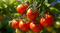 Garden-Fresh Tomatoes on the Vine