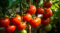 Garden-Fresh Tomatoes on the Vine