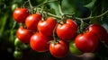 Garden-Fresh Tomatoes on the Vine Royalty Free Stock Photo