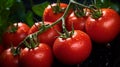 Garden-Fresh Tomatoes on the Vine