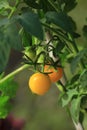 Garden fresh yellow tomatoes Royalty Free Stock Photo