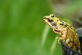 Garden frog Royalty Free Stock Photo