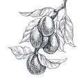 Garden fruit plum engraving style. Isolated on white background. Retro style hand drawn illustration. Vintage plum