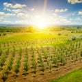 Garden with fruit trees and sunrise Royalty Free Stock Photo