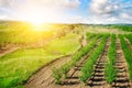 Garden with fruit trees and sunrise. Royalty Free Stock Photo