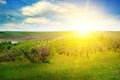 Garden with fruit trees and sunrise. Royalty Free Stock Photo