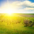 Garden with fruit trees and sunrise Royalty Free Stock Photo