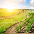 Garden with fruit trees and sunrise Royalty Free Stock Photo