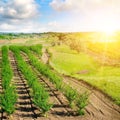 A Garden with fruit trees and sunrise. Orchard in the spring season Royalty Free Stock Photo