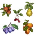 Garden fruits with leaves and branches. Cherry, apples, pear, plums, apricots. Royalty Free Stock Photo