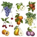 Garden fruits with leaves and branches. Cherry, apples, pear, plums, apricots, grapes.