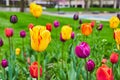 Garden full of all colors of spring tulip flowers Royalty Free Stock Photo