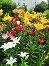 A garden full of colorful lilies
