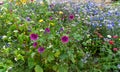 A garden full of flowers for bees, butterflies and other insects