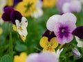 Garden full of fresh pansy flowers up close with purple and yell
