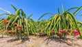 Garden full of fruit laden dragon