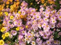 Garden full of Mums Flowers are blooming Royalty Free Stock Photo