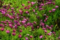 Garden full of petunias